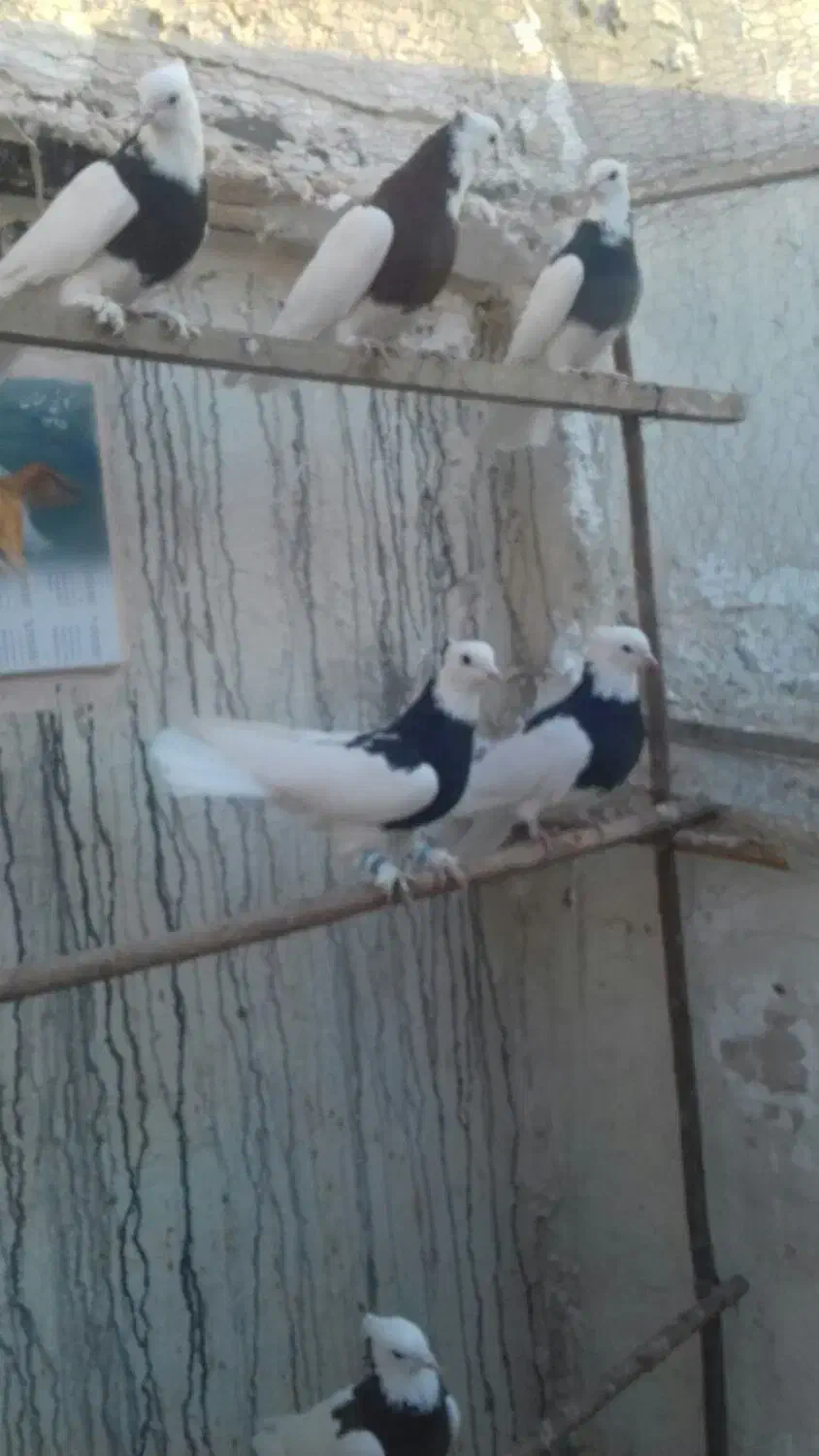 فقط زنک|پرنده|قم, چهار مردان|دیوار