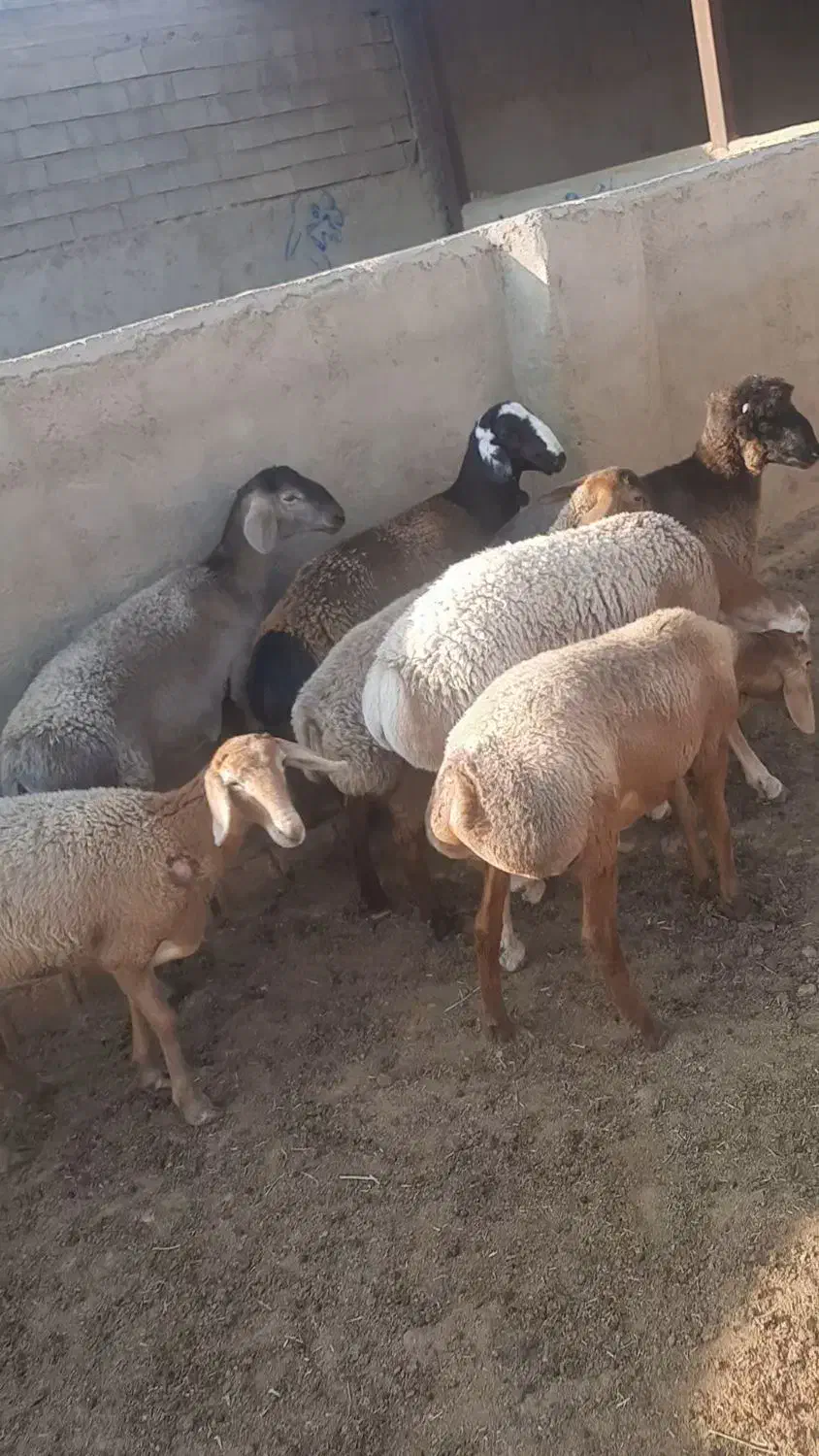 فروش بره چینی نر و ماده بصورت تکی|حیوانات مزرعه|کنار تخته و کمار, |دیوار