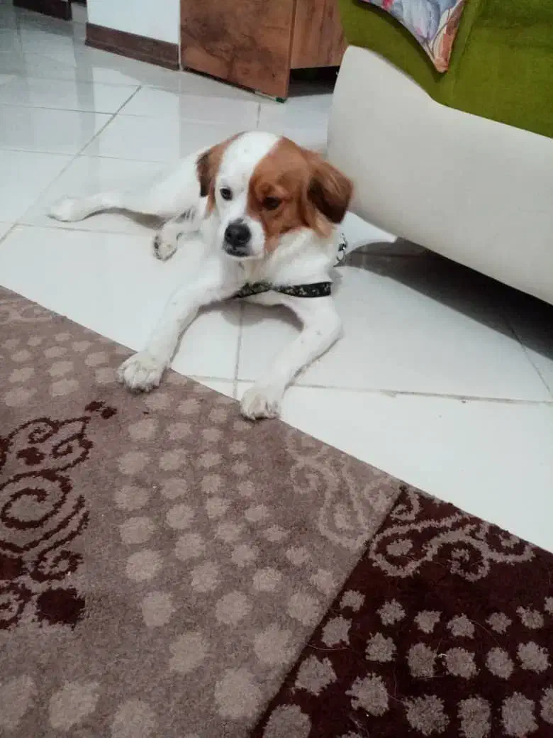 سگ خانگی|سگ|شیراز, معالی‌آباد|دیوار