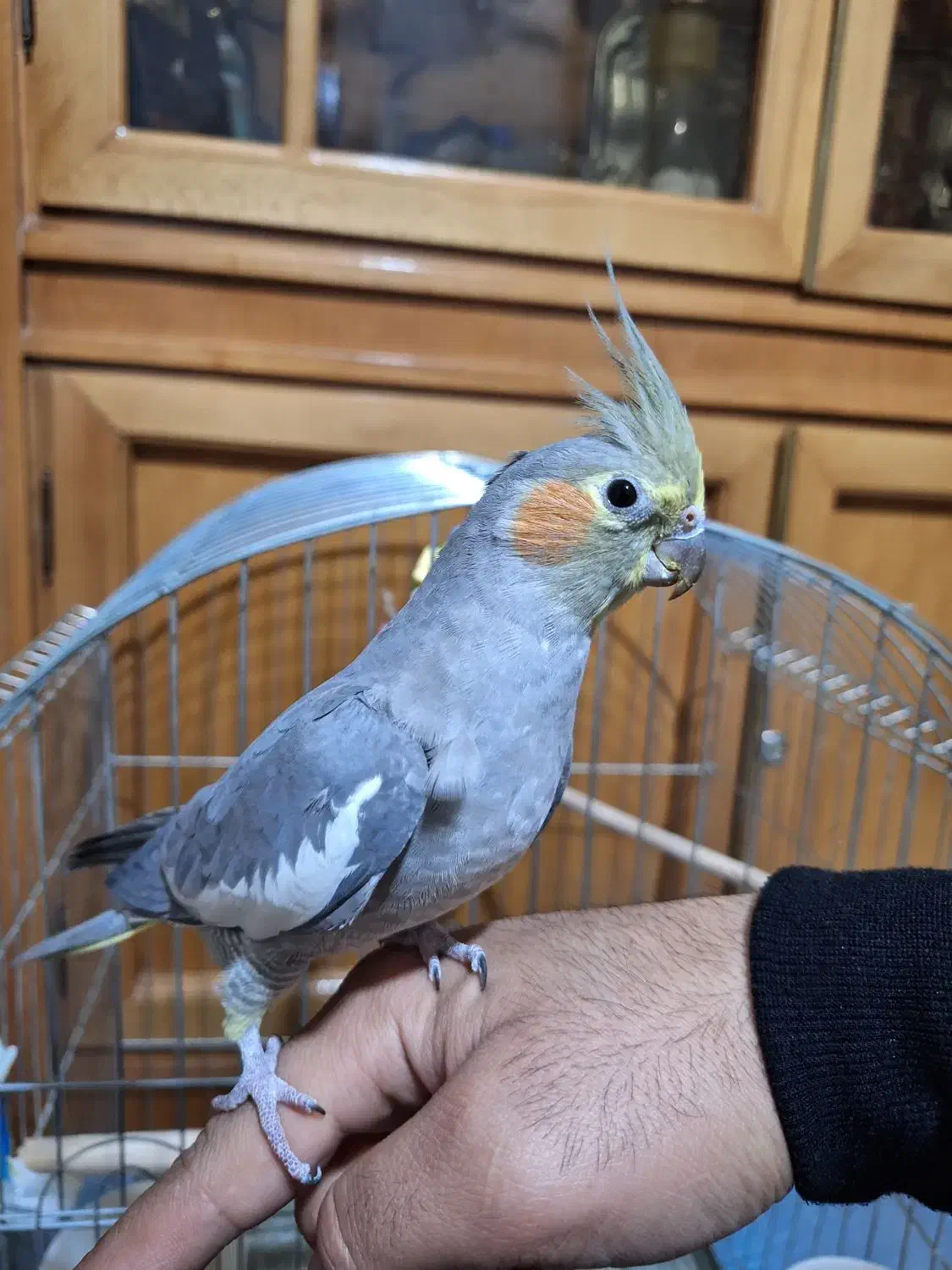 عروس هلندی|پرنده|برخوار, |دیوار