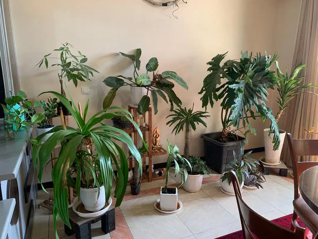 گل و گیاه|گل و گیاه طبیعی|شاهینشهر, مخابرات (شهید بهشتی)|دیوار