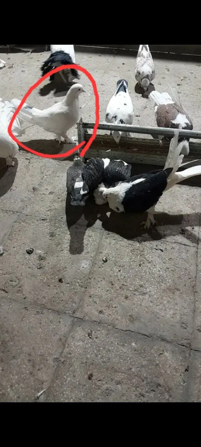 کفتر پرشی|پرنده|تهران, طیب|دیوار