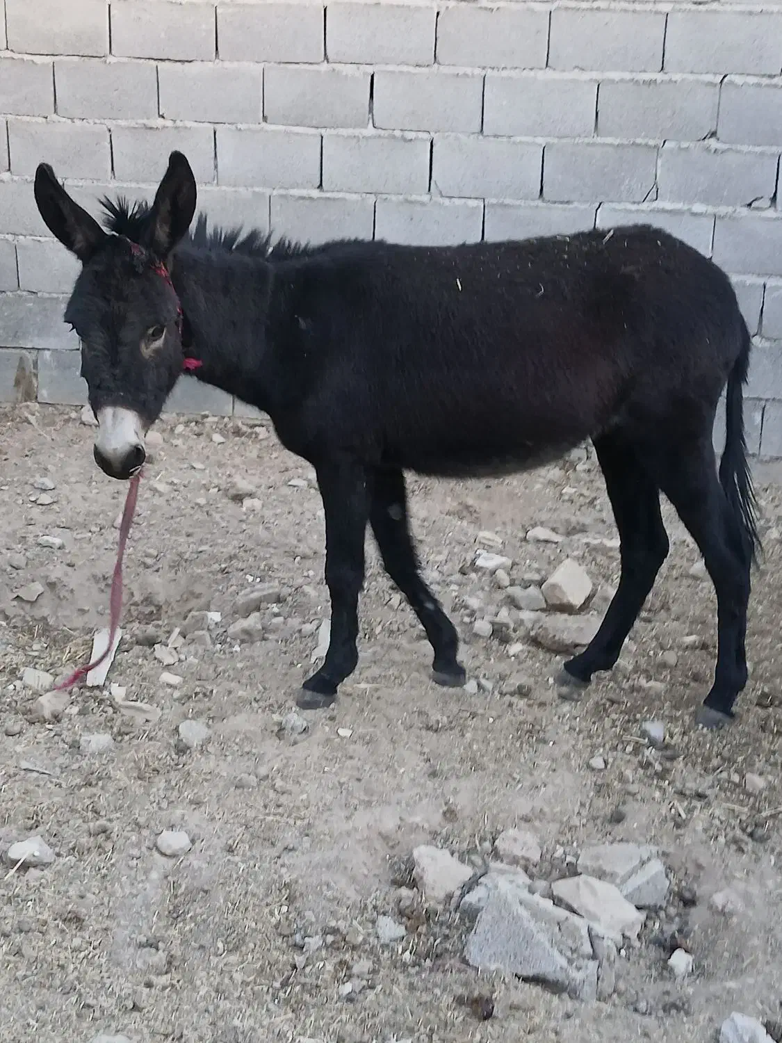 خر گله ای کوه رو|حیوانات مزرعه|مرودشت, استادیوم|دیوار