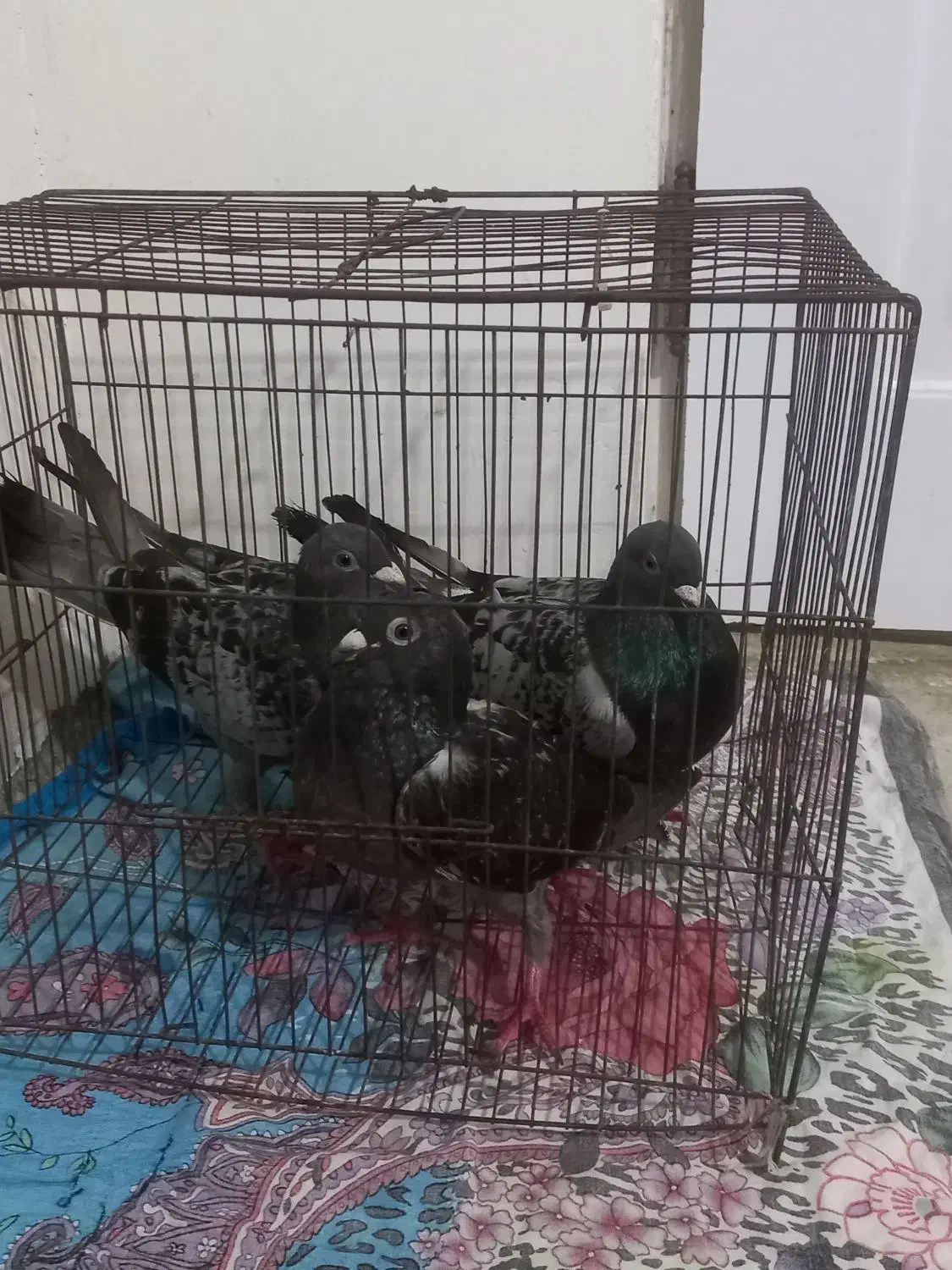 فروش کبوتر آلمانی|پرنده|دابودشت, |دیوار