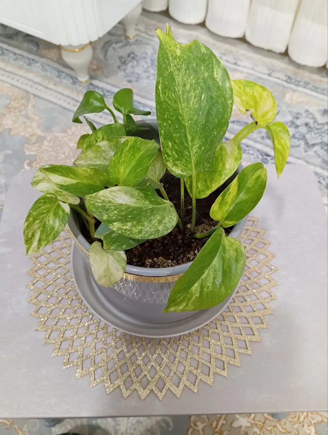 گل پتوس ابلق با گلدان سفالی|گل و گیاه طبیعی|تربت‌حیدریه, کلاته توکلی|دیوار