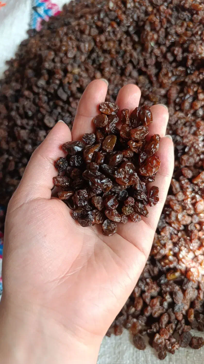 کشمش سیاه بی دونه|خوردنی و آشامیدنی|قم, فرهنگیان و شهربانی|دیوار