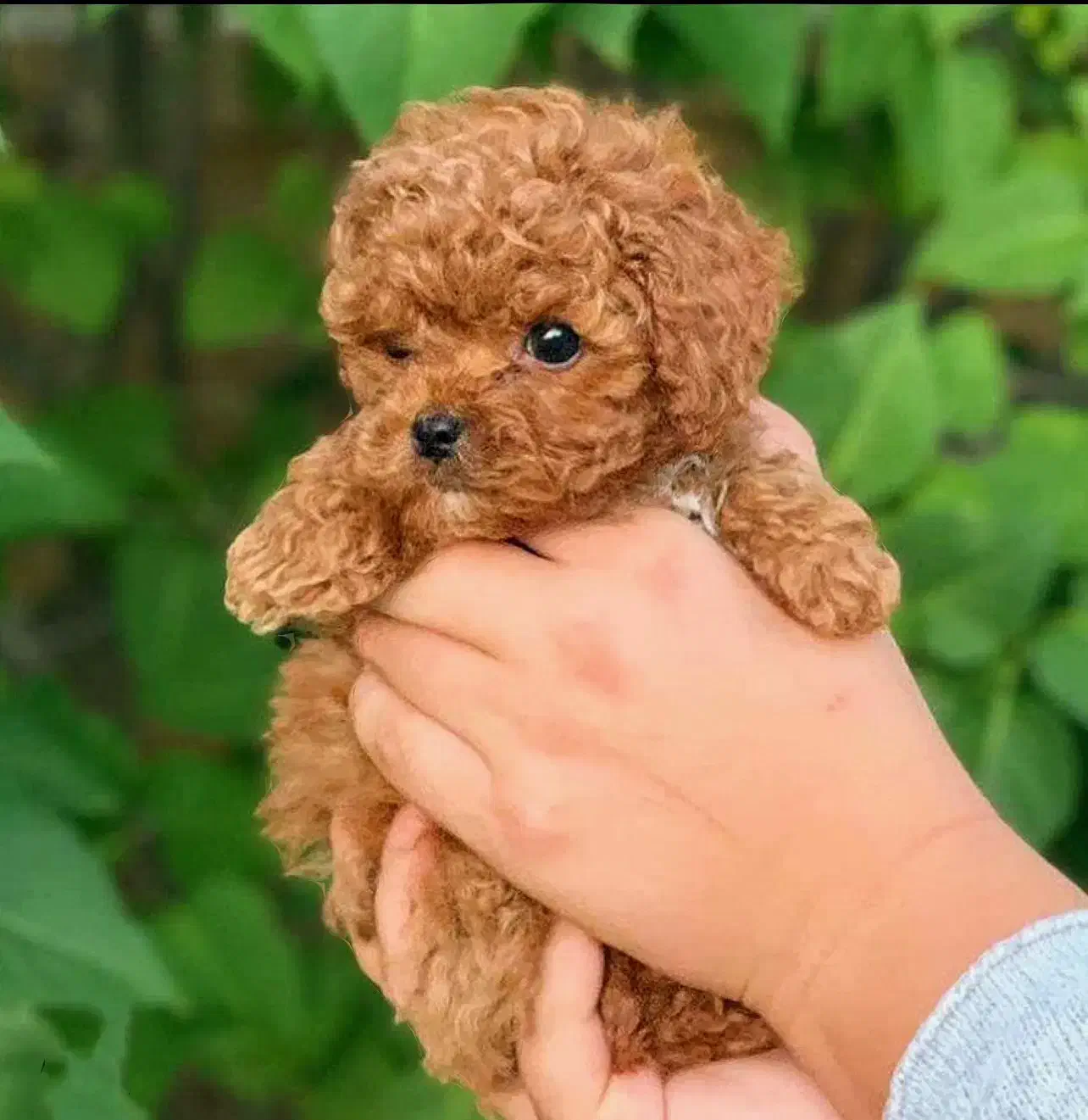 سگ پودل فنجونی|سگ|رشت, دیلمان|دیوار