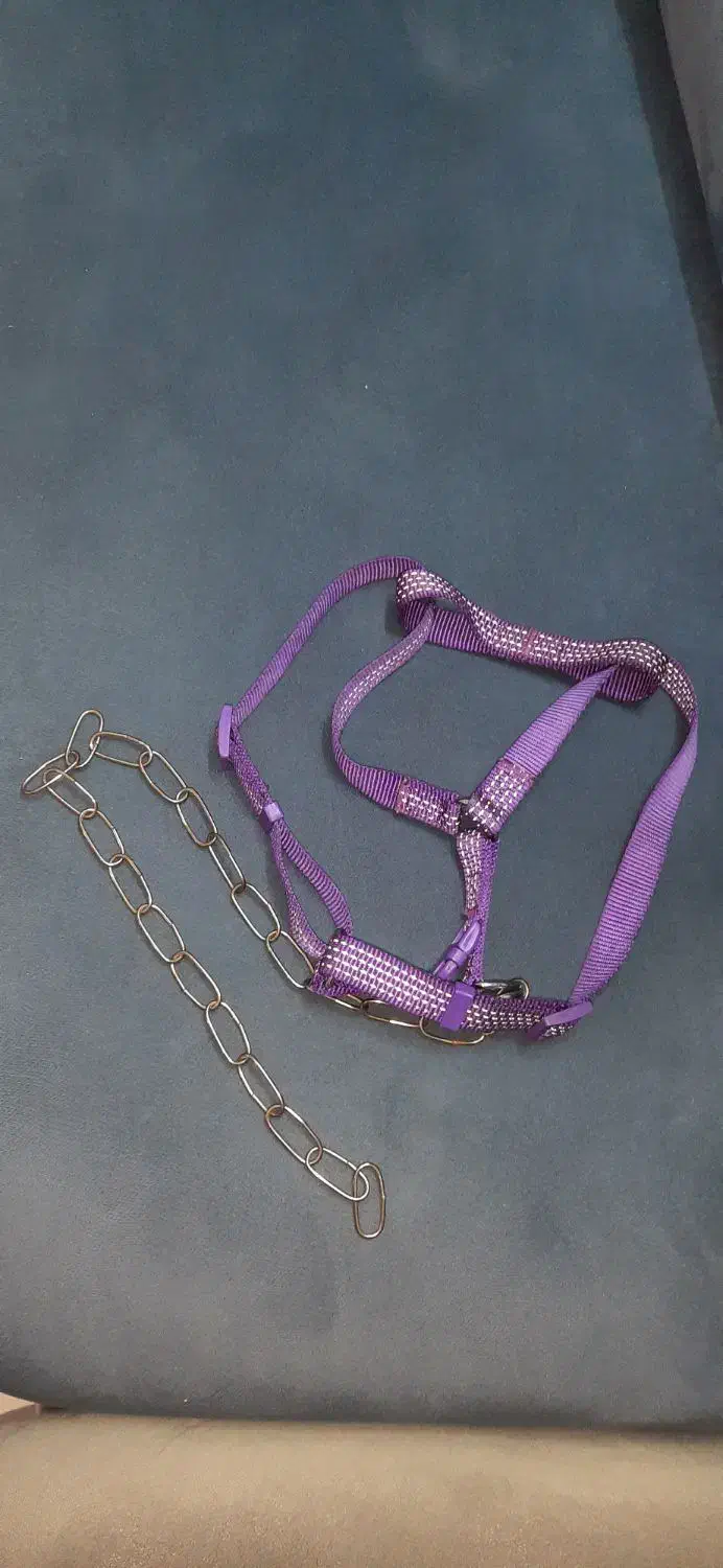 قلاده|لوازم جانبی حیوانات|تهران, استخر|دیوار