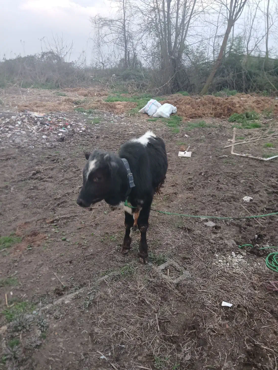 ورزاکوله|حیوانات مزرعه|رشت, حومه رشت|دیوار