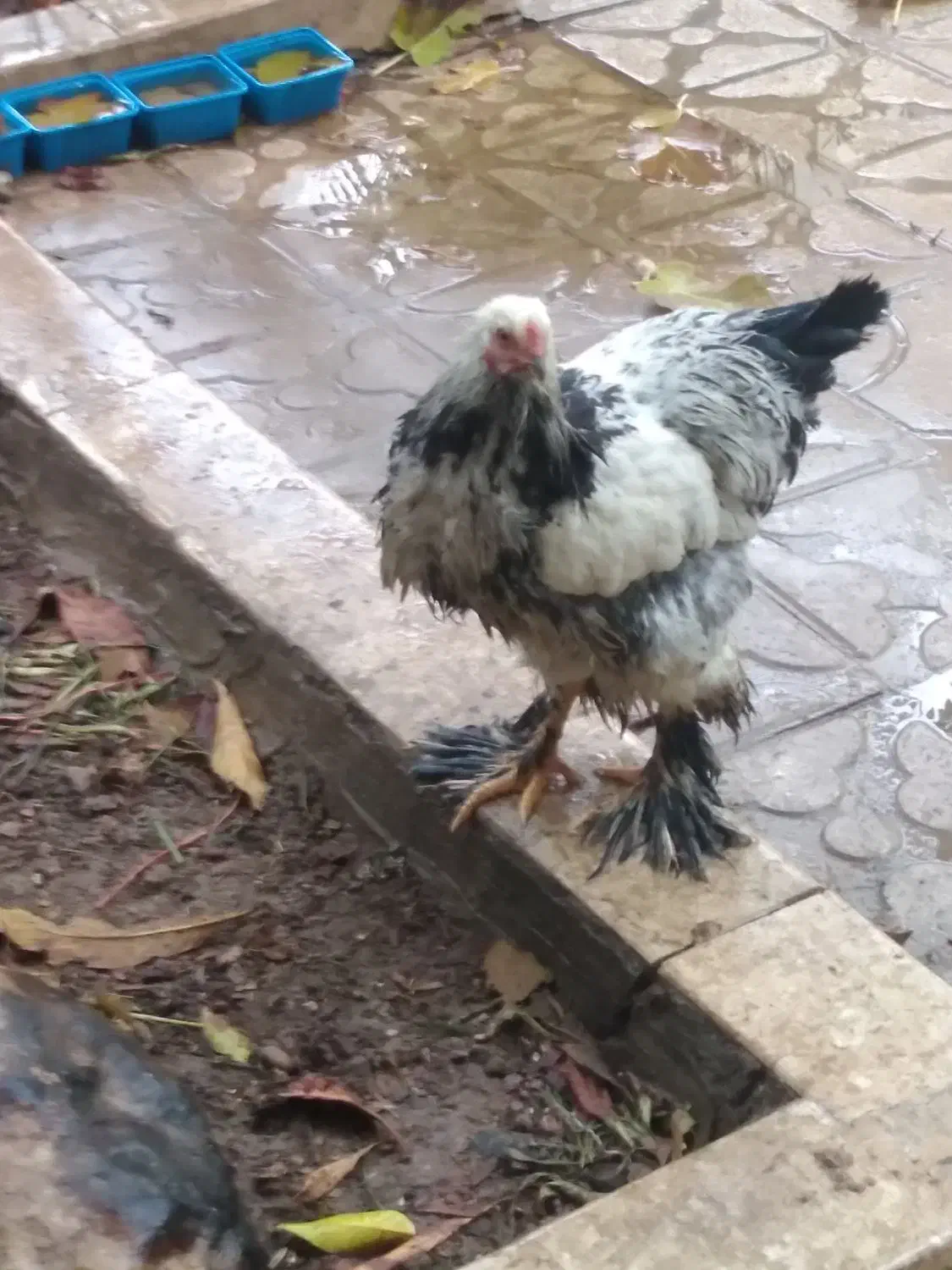 لاری و برهما|حیوانات مزرعه|شیراز, دشت چنار|دیوار