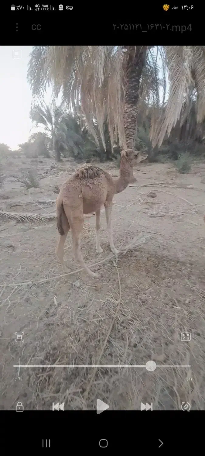 چهار عدد هاشی|حیوانات مزرعه|دلگان, |دیوار