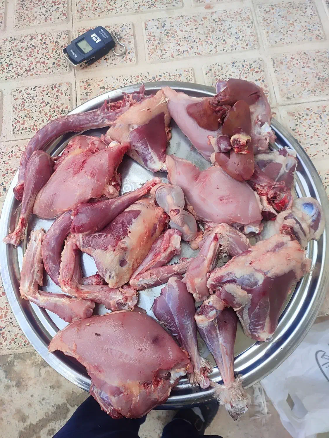 بوقلمون بربون تعداد10 تا نر 20 تا ماده بفروش میرسد|حیوانات مزرعه|دشتابی, |دیوار