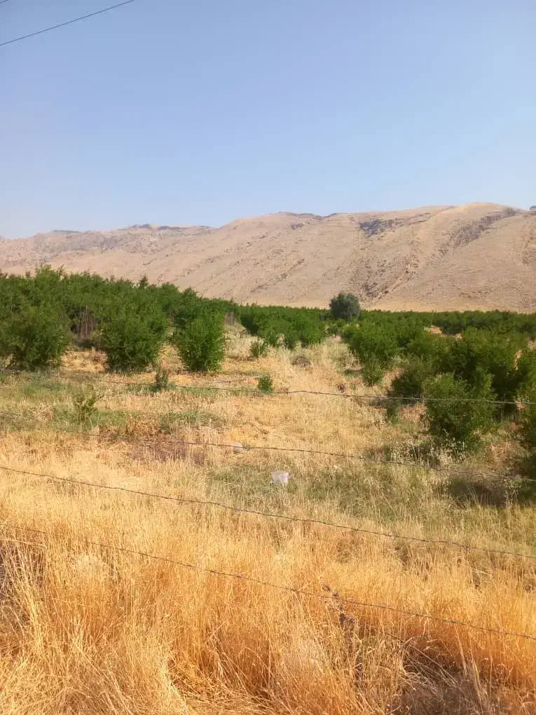 فروش باغ انار|فروش زمین و ملک کلنگی|کوهنانی, |دیوار