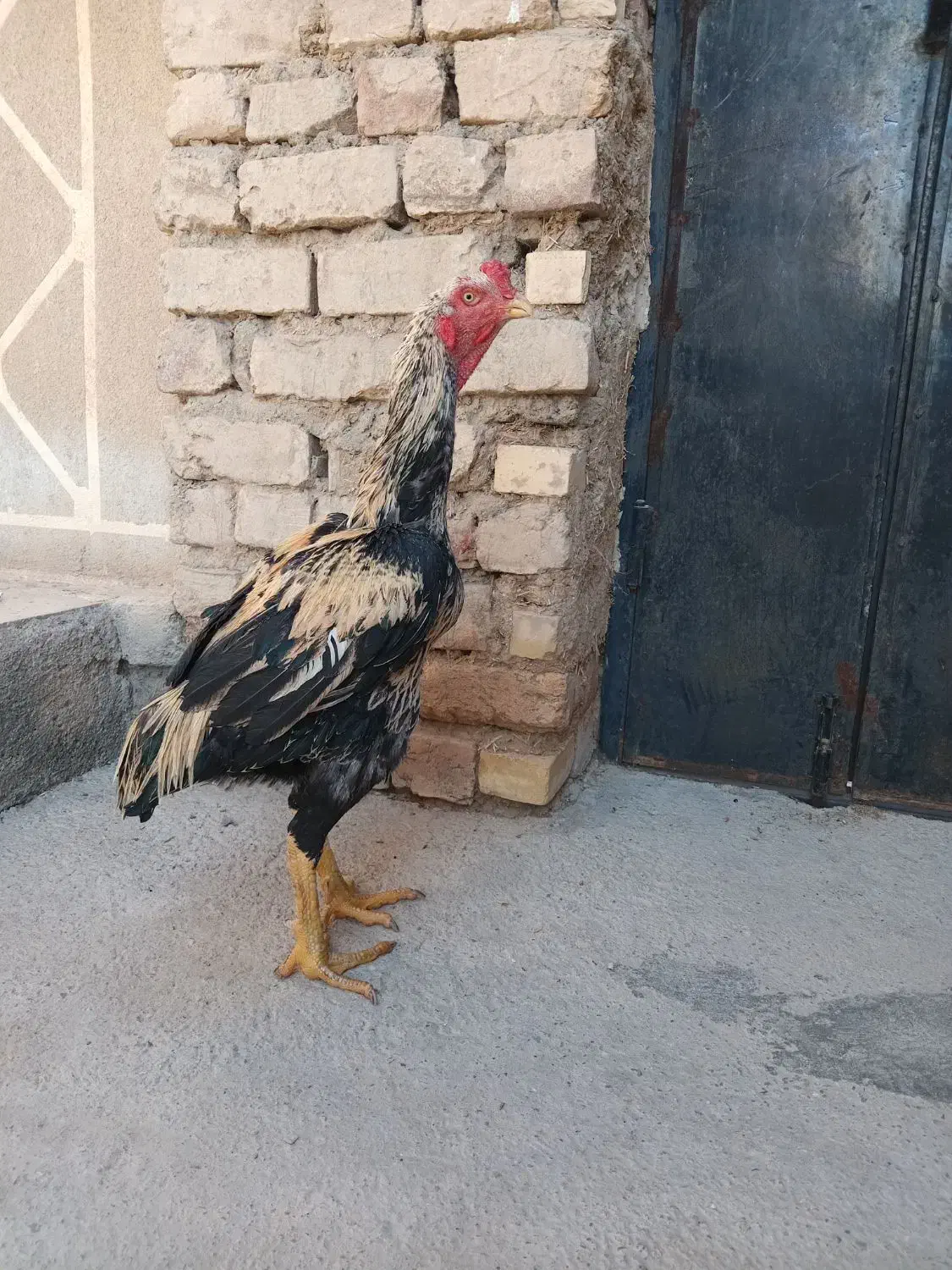 لاری|حیوانات مزرعه|کبودرآهنگ, |دیوار