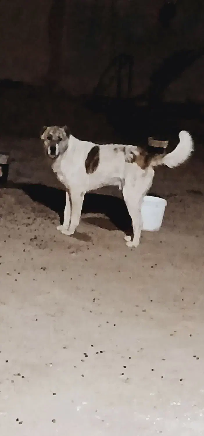 سگ گله|سگ|آبکوه, |دیوار