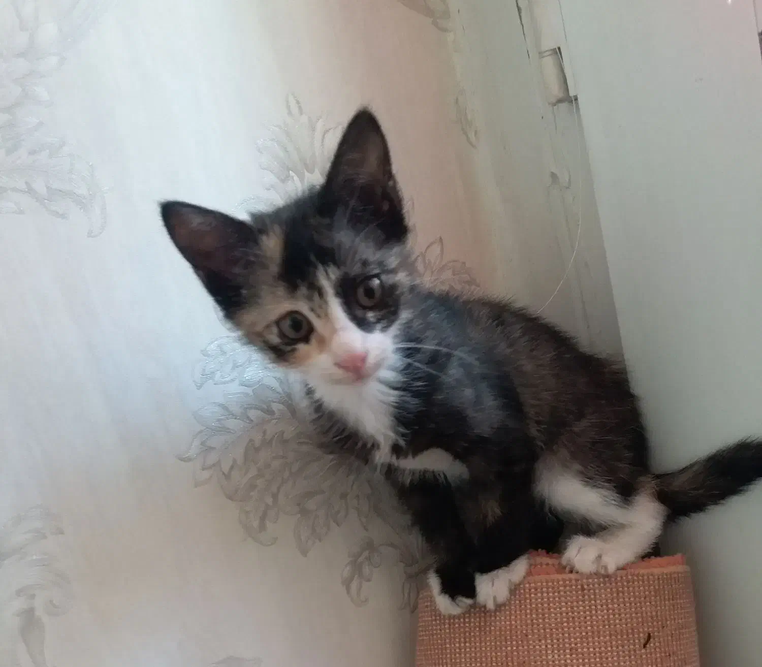 بچه گربه نازو خوشگل|گربه|کرج, شاهین‌ویلا|دیوار