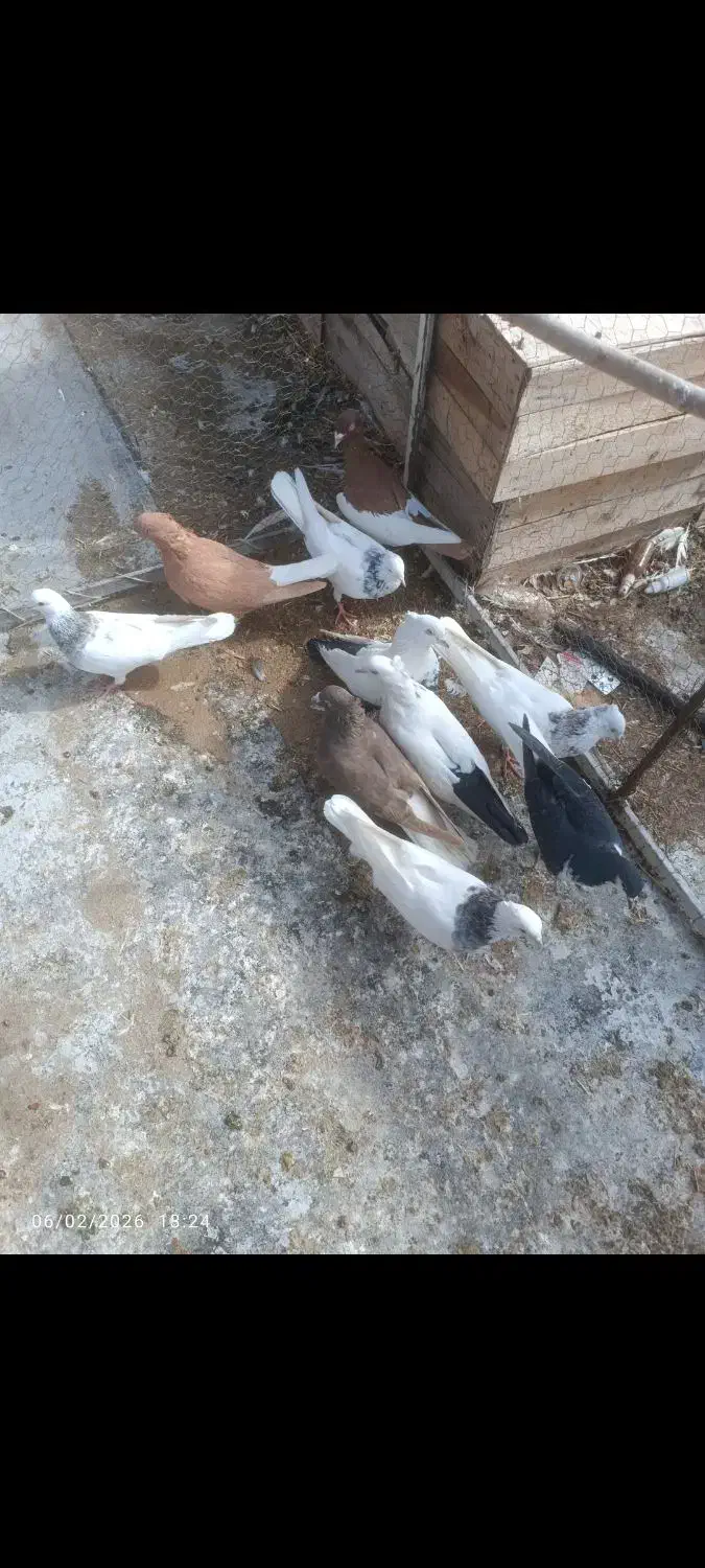 کفتر شهرستان|حراج|بروجرد, |دیوار