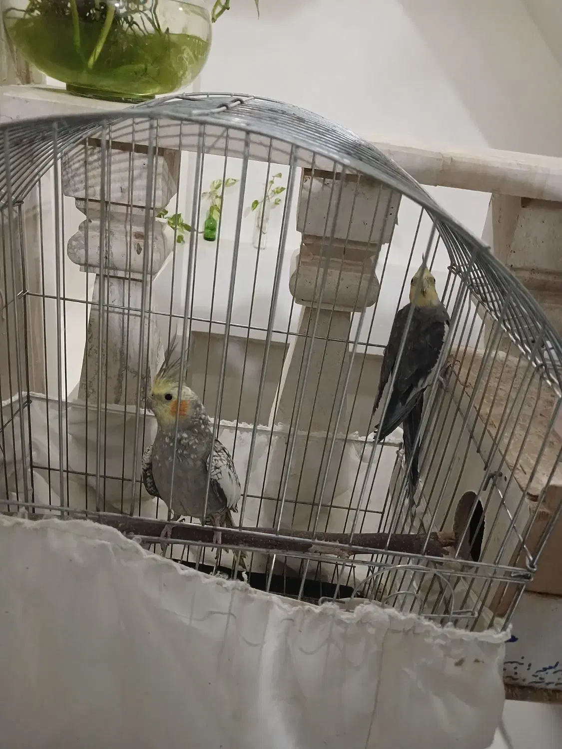 عروس هلندی جفت وجوجه سرلاکی|پرنده|رفسنجان, |دیوار