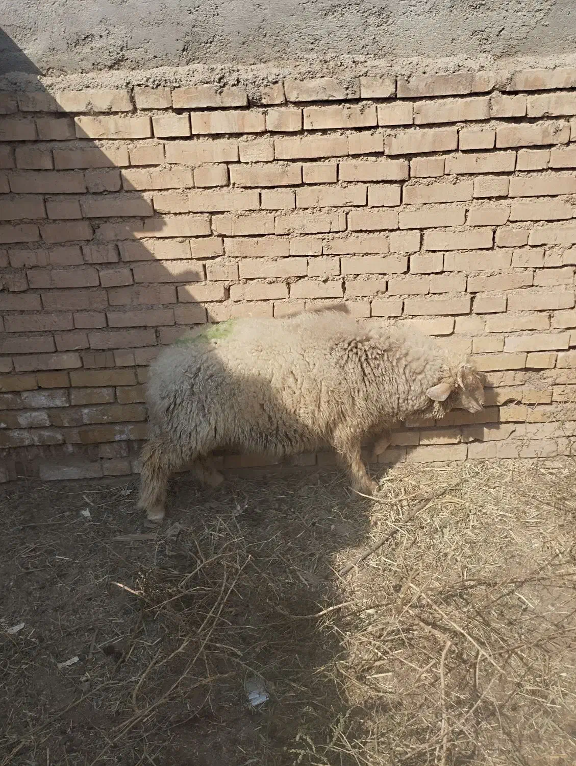 بره نره|حیوانات مزرعه|کارون, |دیوار