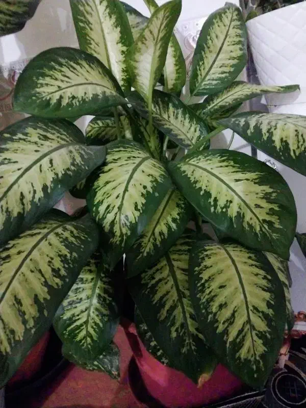 دیفن|گل و گیاه طبیعی|هشترود, |دیوار