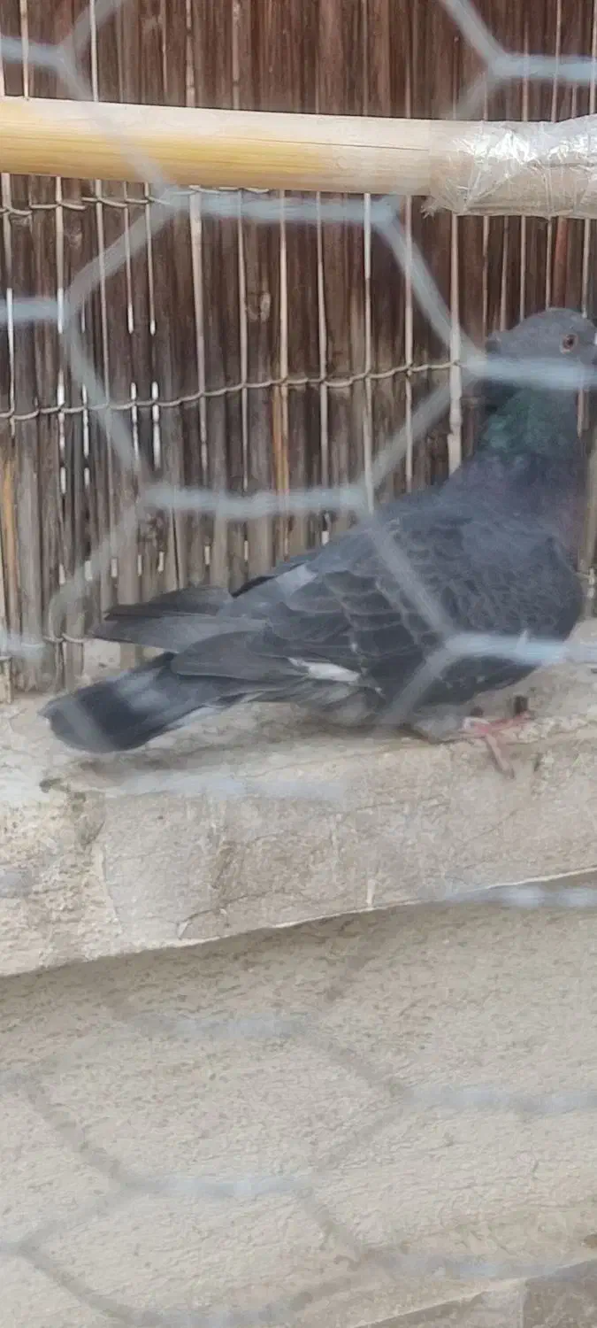 کفتر کبوتر|پرنده|تهران, سنائی|دیوار