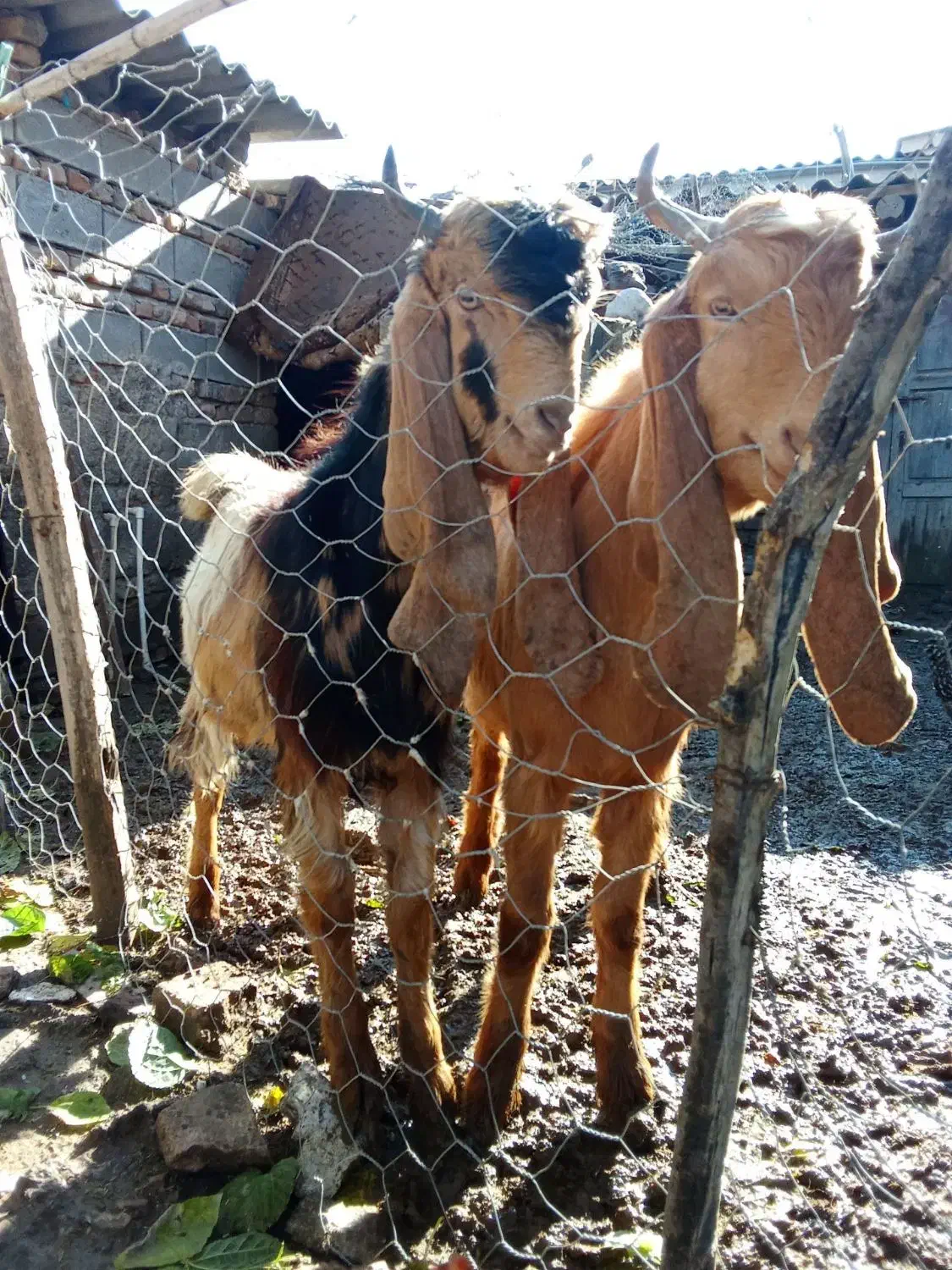 دوعدد بزغاله نر مخصوص تکه|حیوانات مزرعه|آق قلا, |دیوار