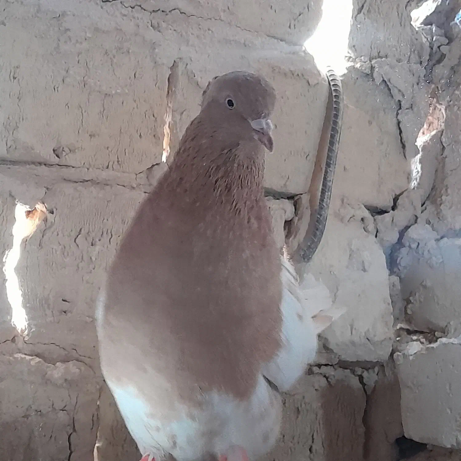 پرنده|پرنده|ششطراز, |دیوار