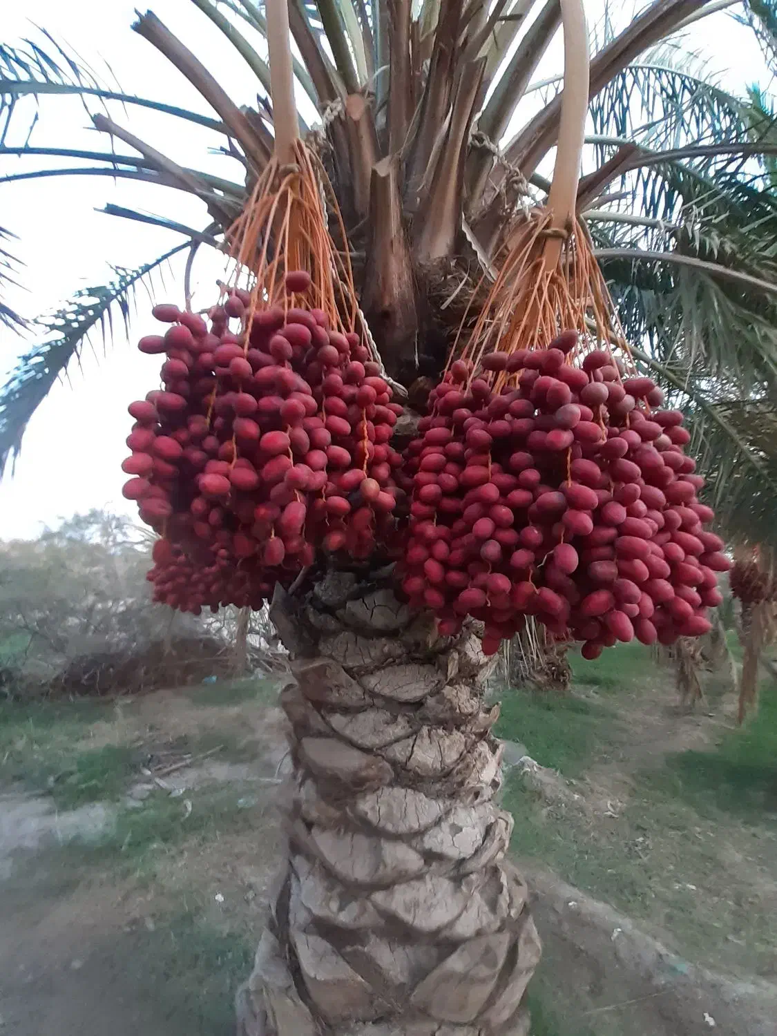 آب قنات|خدمات باغبانی و درختکاری|سراوان, |دیوار