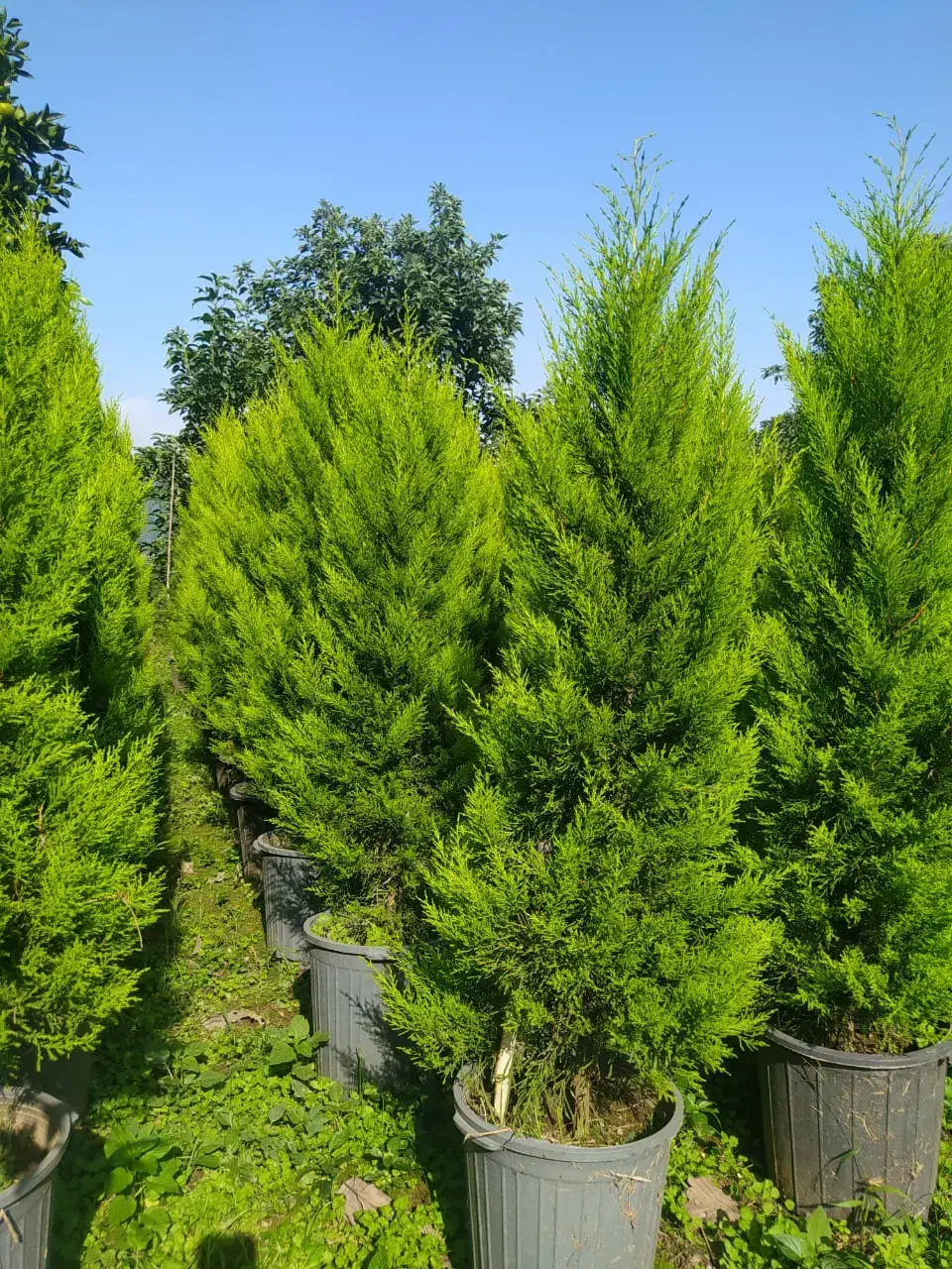 نهال آووکادو و کاج لاوسون|گل و گیاه طبیعی|واجارگاه, |دیوار