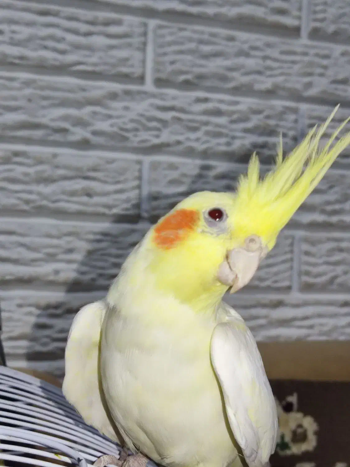 جفت عروس هلندی نر و ماده|پرنده|رشت, حسین آباد|دیوار