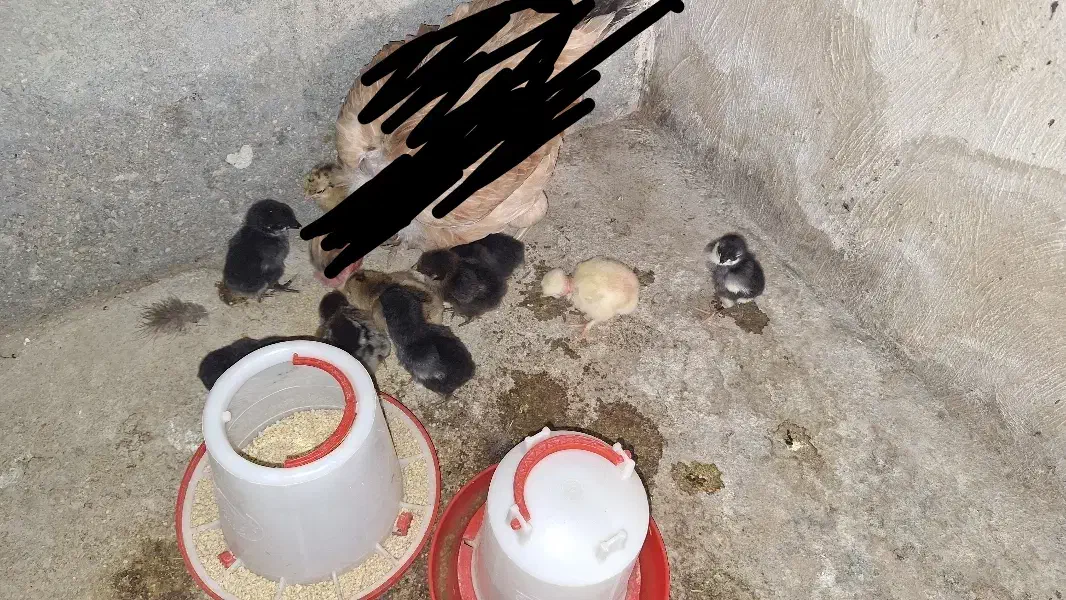 جوجه مرغ محلی ۴ روزه|حیوانات مزرعه|خورموج, |دیوار