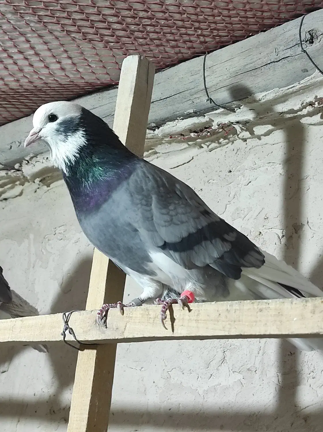 کفتر|پرنده|نهاوند, |دیوار