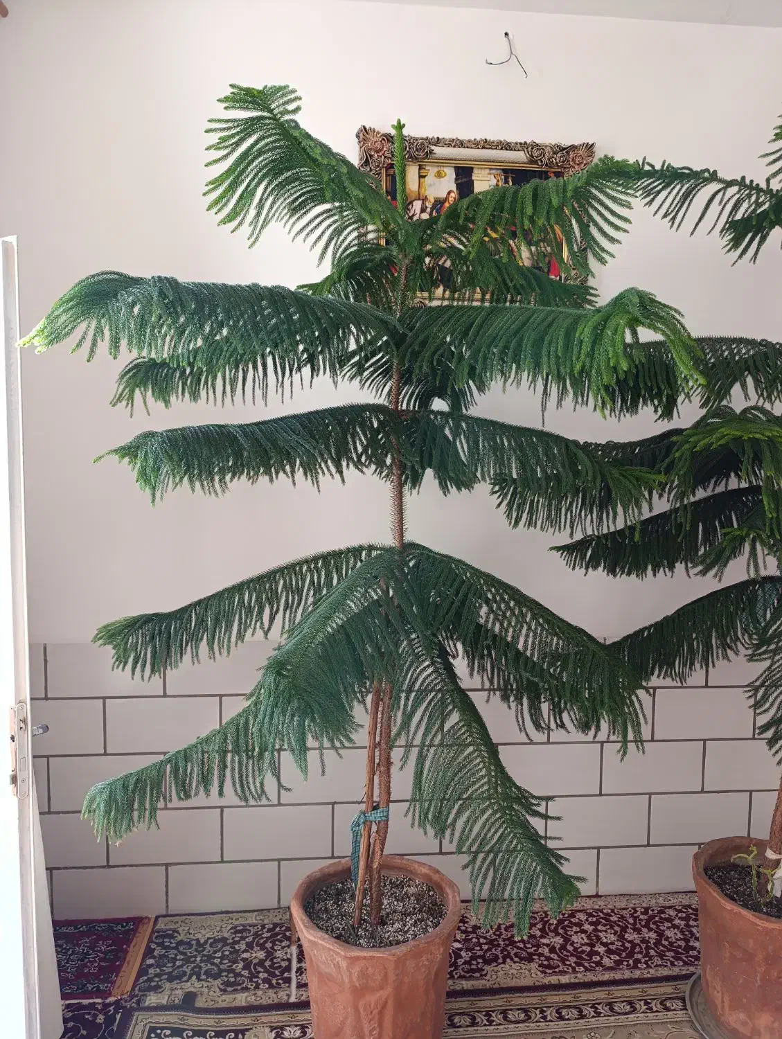 دو عددکاج مطبق بالغ ۲ متری مناسب دکور و فضای داخلی|گل و گیاه طبیعی|اردکان, |دیوار