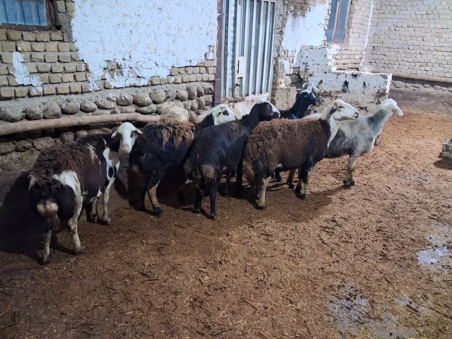 گوسفند افشار|حیوانات مزرعه|زاغه, |دیوار