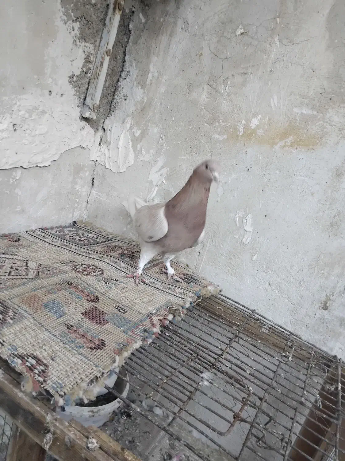 کفتر|پرنده|پاکدشت, پاکدشت (مامازند)|دیوار