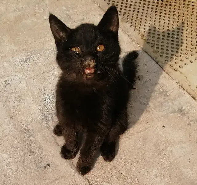 گربه نیاز به کمک داره|گربه|قم, شهر قائم|دیوار