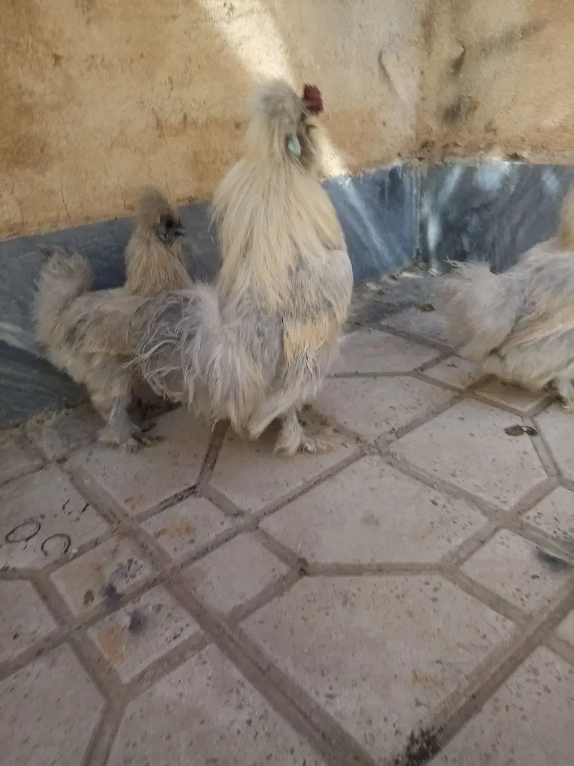 تخم نطفه دار ابریشمی|حیوانات مزرعه|هشتگرد, شهرک بعثت|دیوار