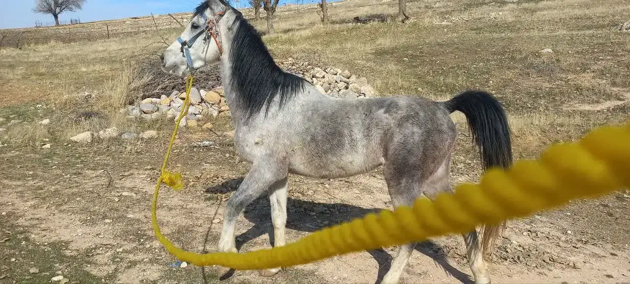 اسب نژاد دار اصیل|اسب و تجهیزات اسب‌سواری|خرم‌آباد, |دیوار