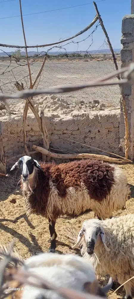 پلاط|حیوانات مزرعه|جالق, |دیوار