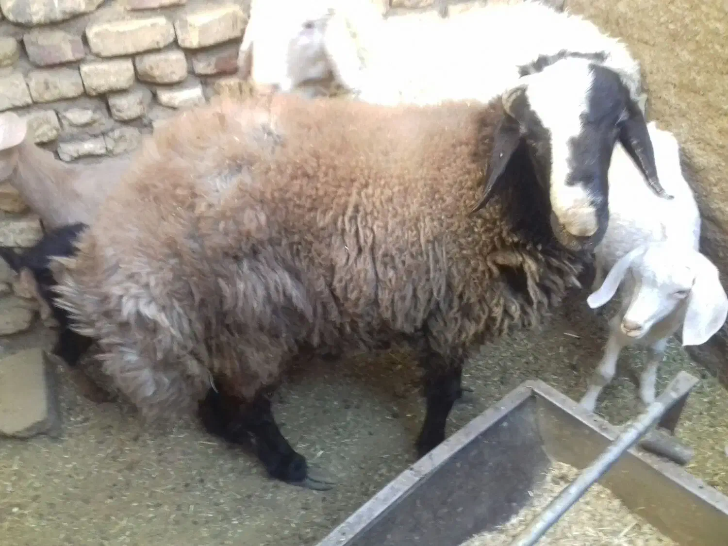 بره نر|حیوانات مزرعه|مهریز, |دیوار