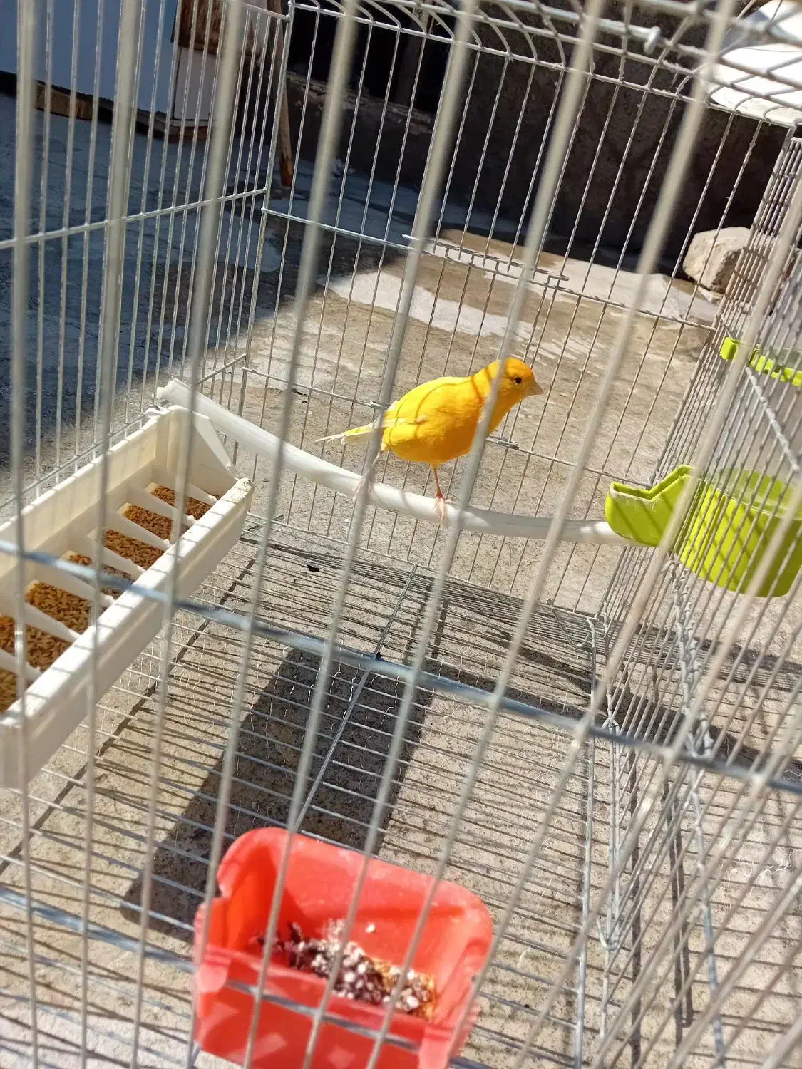 حیوان|پرنده|تبریز, |دیوار