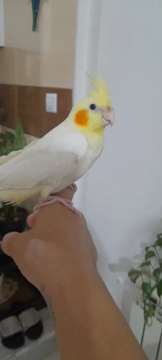 عروس هلندی. دختر و پسر|پرنده|اندیشه, شهرک المهدی|دیوار