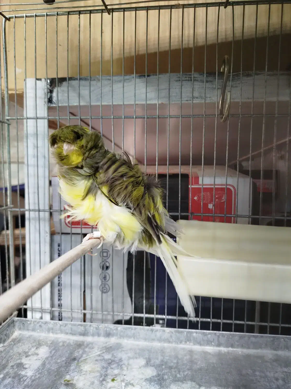 قناری فری اجی|پرنده|قرچک, داوود آباد|دیوار