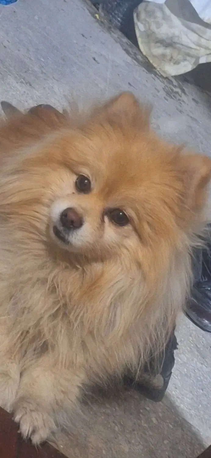 پامرانین|سگ|شهرضا, |دیوار