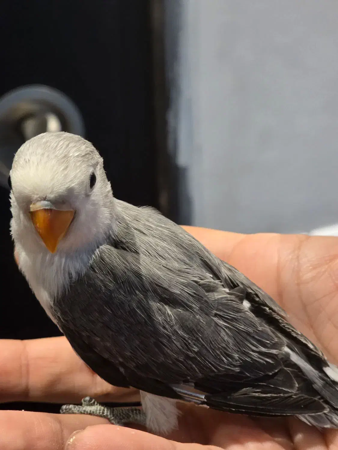 جوجه طوطی برزیلی رنگ خاص و جفت یووینگ و اپلاین|پرنده|تهران, نصرت|دیوار