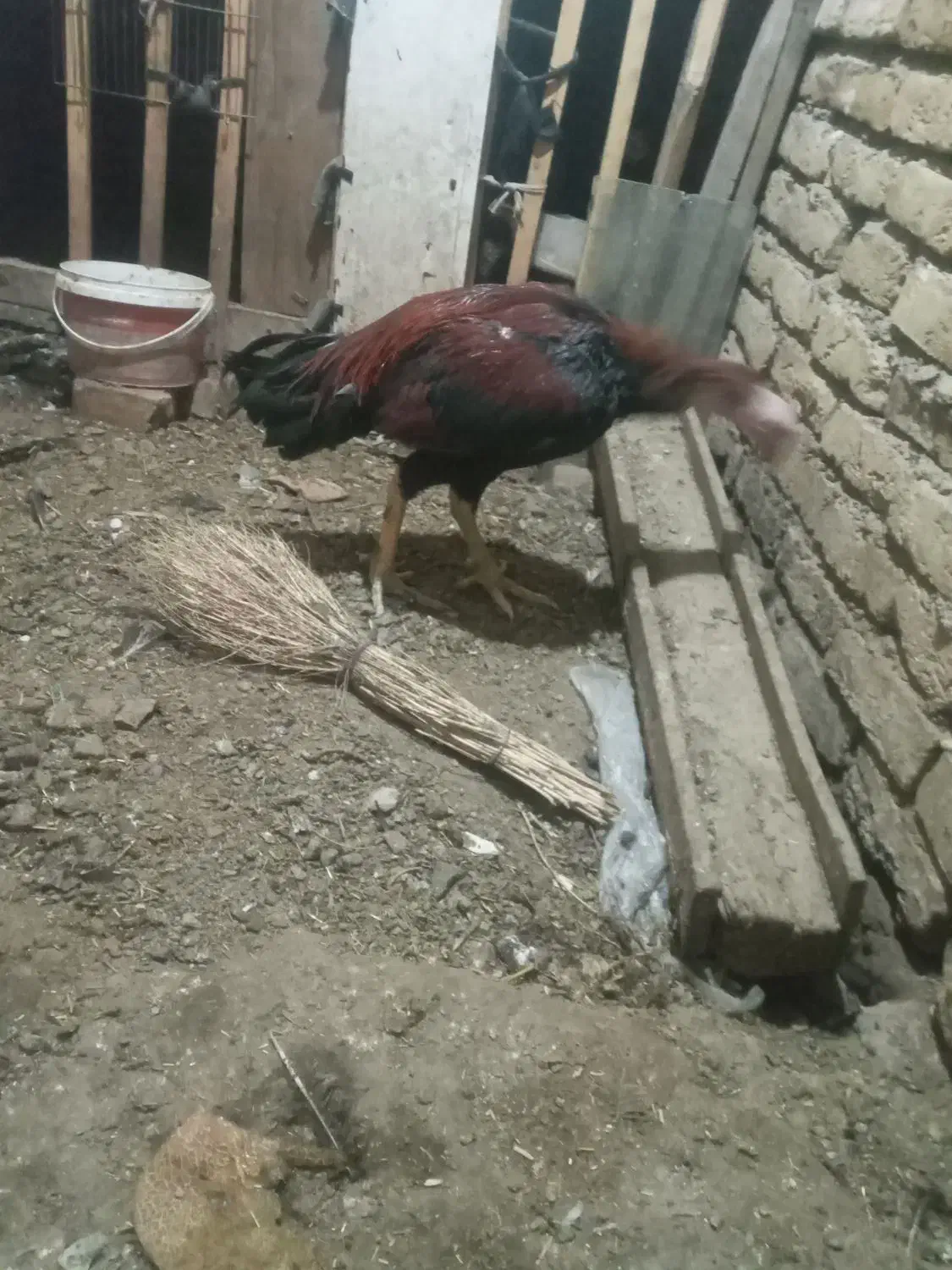 خروس لاری جوان|حیوانات مزرعه|مرند, |دیوار