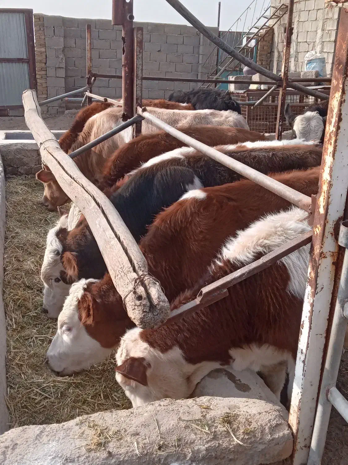 گوسالهسیمینتال|حیوانات مزرعه|بشاریات, |دیوار