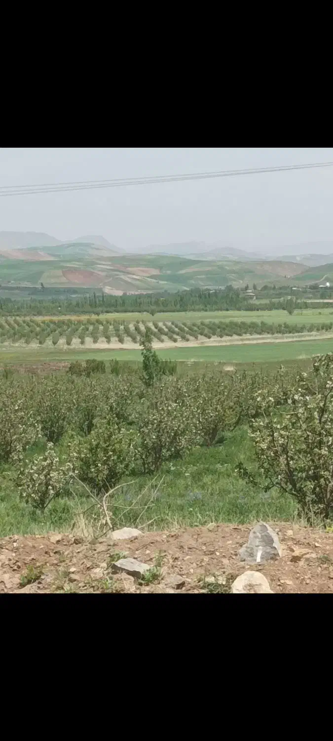 نهال مرکبات و سیاه درخت و ریشه|خدمات باغبانی و درختکاری|شیراز, باغ تخت|دیوار