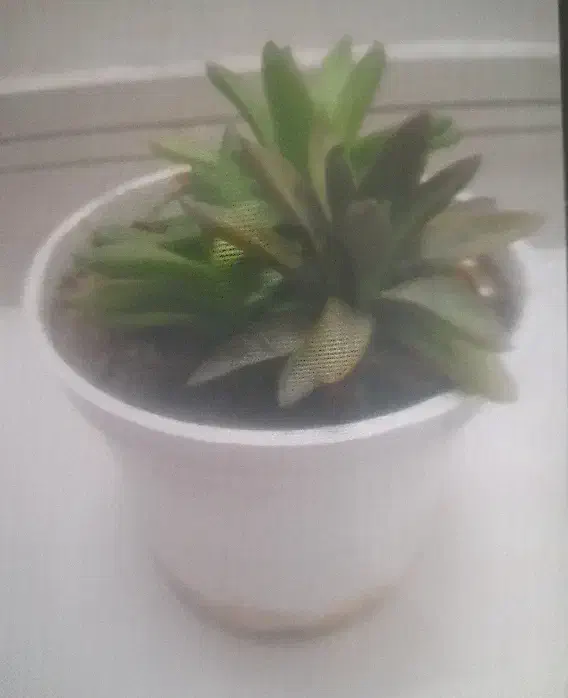 گلهان|لوازم جانبی موبایل و تبلت|مشهد, مشکینی (شهرک غرب)|دیوار