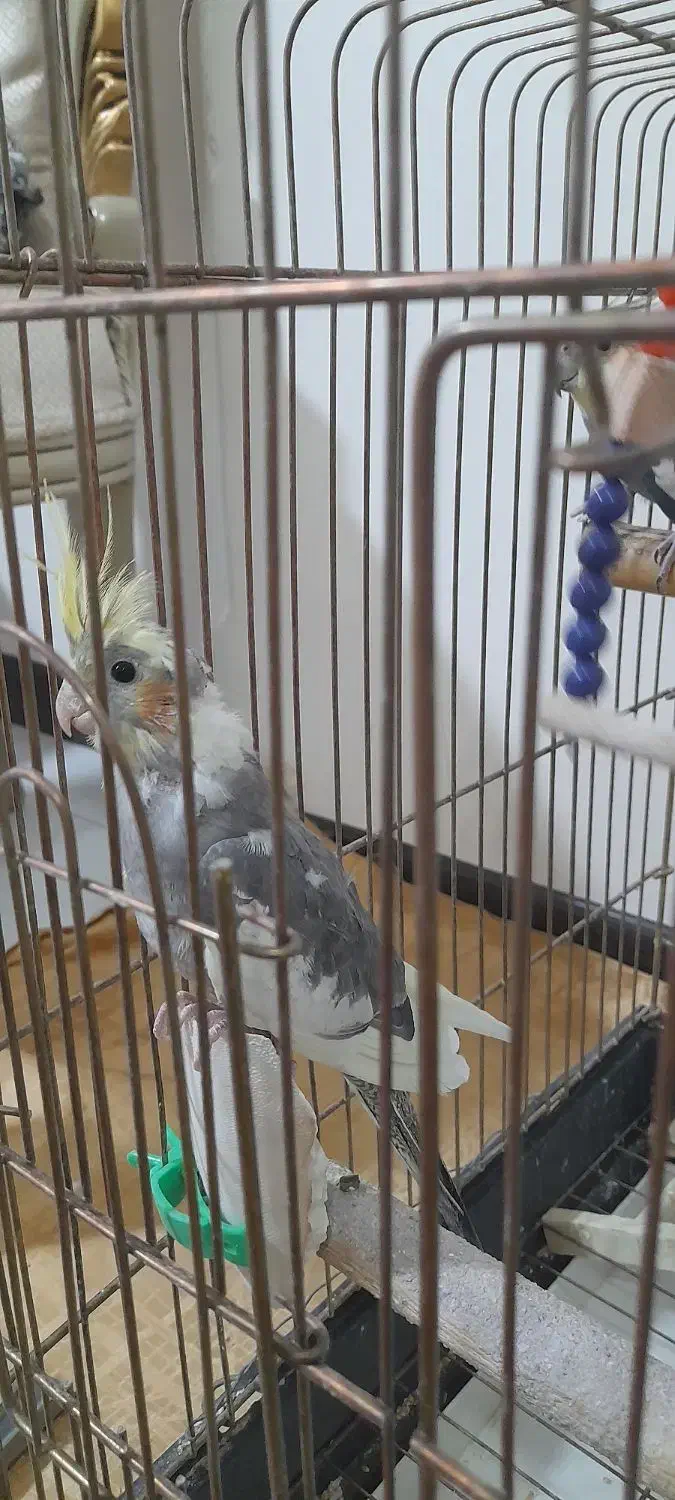 عروس مولد|پرنده|قم, پردیسان|دیوار